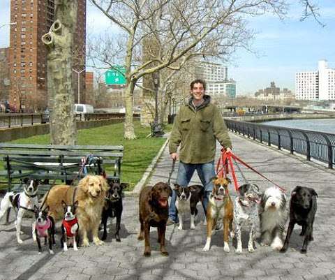 Jobs in NY Loves Dogs/Susan Cava - reviews